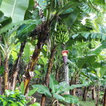 Bananas, Curi-Cancha Reserve, near Monteverde, Costa Rica