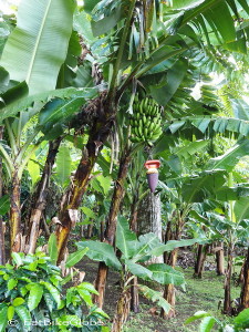 Bananas, Curi-Cancha Reserve, near Monteverde, Costa Rica