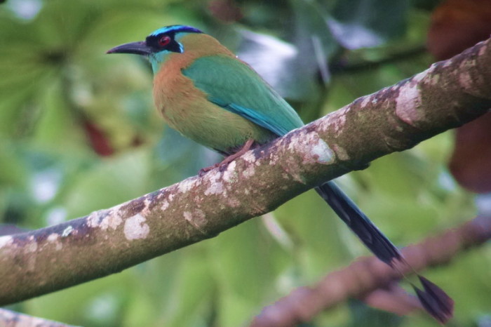 Costa Rica - Motmot, Curi-Cancha Reserve, near Monteverde, Costa Rica