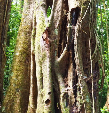 Costa Rica - Curi-Cancha Reserve, near Monteverde, Costa Rica