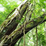 Curi-Cancha Reserve, near Monteverde, Costa Rica