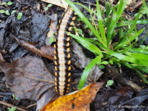 Centipede, Curi-Cancha Reserve, near Monteverde, Costa Rica