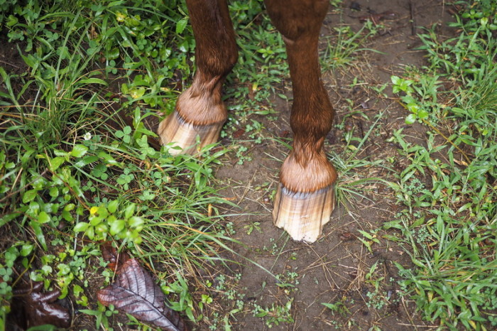 Costa Rica - No horse shoes!