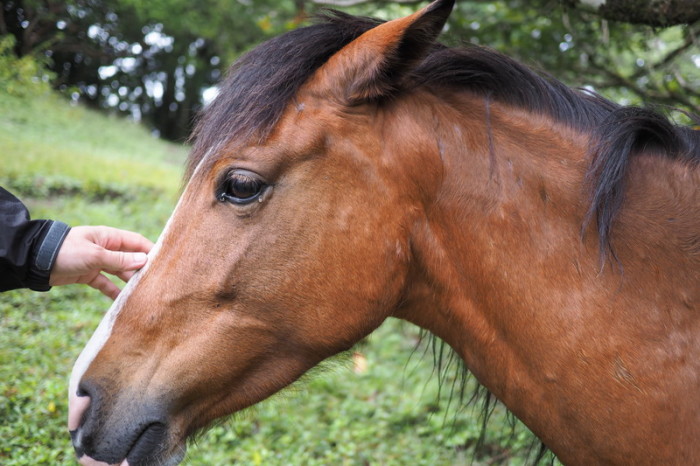 Costa Rica - Wild horses, Curi-Cancha Reserve, near Monteverde, Costa Rica