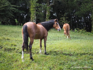 Wild horse, Curi-Cancha Reserve, near Monteverde, Costa Rica