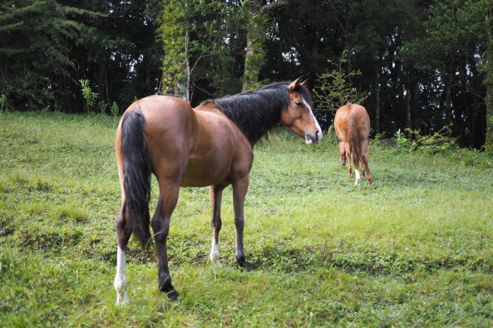 Costa Rica - Wild horse, Curi-Cancha Reserve, near Monteverde, Costa Rica