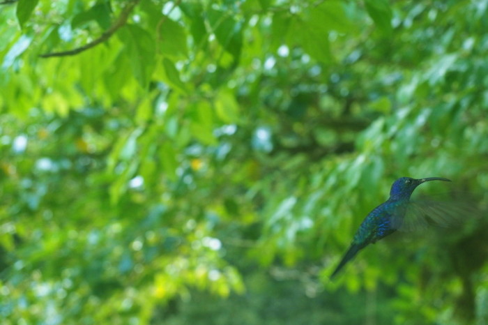 Costa Rica - Humming Bird, Curi-Cancha Reserve, near Monteverde, Costa Rica