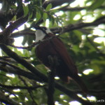 Three-wattled Bell Bird, Curi-Cancha Reserve, near Monteverde, Costa Rica