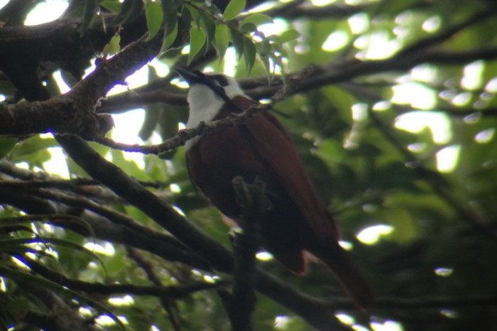 Costa Rica - Three-wattled Bell Bird, Curi-Cancha Reserve, near Monteverde, Costa Rica