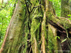 Gorgeous trees, Curi-Cancha Reserve, near Monteverde, Costa Rica