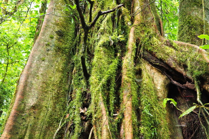 Costa Rica - Gorgeous trees, Curi-Cancha Reserve, near Monteverde, Costa Rica
