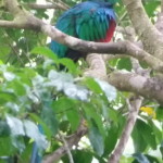 Resplendent Quetzal, Curi-Cancha Reserve, near Monteverde, Costa Rica