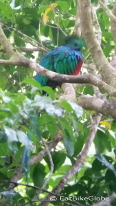 Resplendent Quetzal, Curi-Cancha Reserve, near Monteverde, Costa Rica