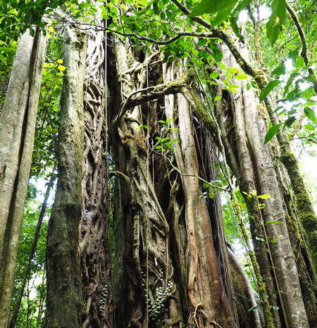 Costa Rica - Curi-Cancha Reserve, near Monteverde, Costa Rica