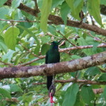 Humming Bird, Curi-Cancha Reserve, near Monteverde, Costa Rica