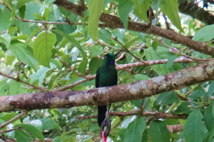 Costa Rica - Humming Bird, Curi-Cancha Reserve, near Monteverde, Costa Rica
