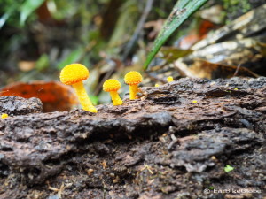 Cool yellow toadstools, Curi-Cancha Reserve, near Monteverde, Costa Rica