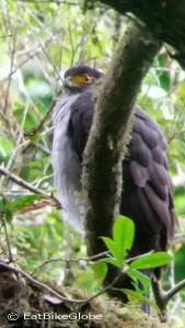 Bicolored Hawk, Curi-Cancha Reserve, near Monteverde, Costa Rica