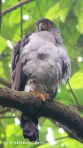 Bicolored Hawk, Curi-Cancha Reserve, near Monteverde, Costa Rica