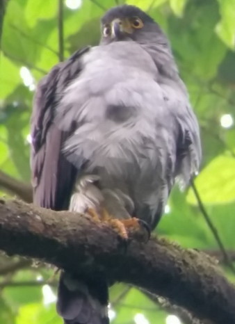 Costa Rica - Bicolored Hawk, Curi-Cancha Reserve, near Monteverde, Costa Rica