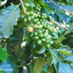 Touring the coffee farm at Hacienda Venecia, near Manizales