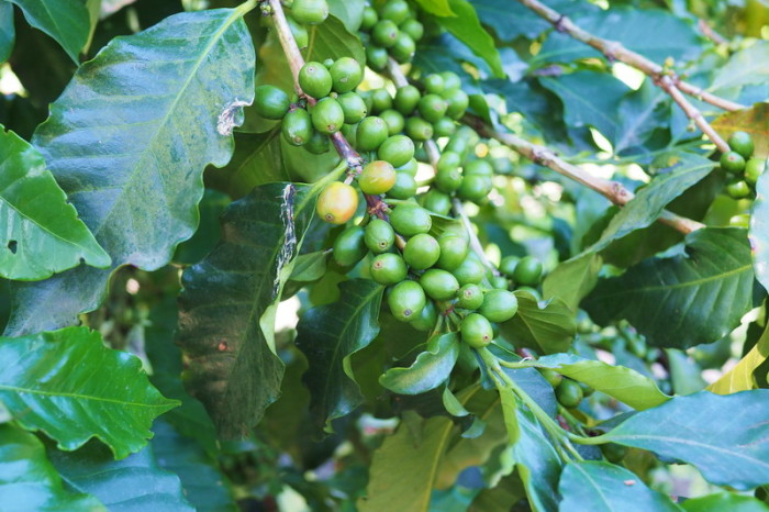 Colombia - Touring the coffee farm at Hacienda Venecia, near Manizales