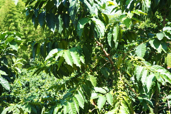 Colombia - Touring the coffee farm at Hacienda Venecia, near Manizales