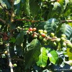 This is how your cup of coffee starts out .... coffee berries! Hacienda Venecia, near Manizales