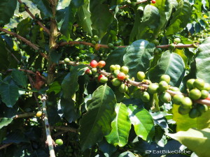 This is how your cup of coffee starts out .... coffee berries! Hacienda Venecia, near Manizales