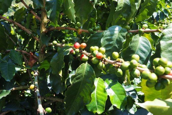 Colombia - This is how your cup of coffee starts out .... coffee berries! Hacienda Venecia, near Manizales