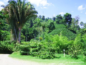 Touring the coffee farm at Hacienda Venecia, near Manizales