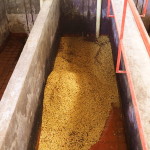 The beans are washed in these big containers, Hacienda Venecia, near Manizales