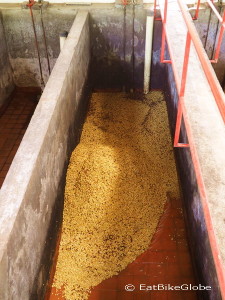 The beans are washed in these big containers, Hacienda Venecia, near Manizales