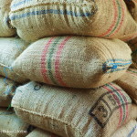 Sacks of coffee beans ready for sale, Hacienda Venecia, near Manizales