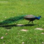 Peacocks are a sign of wealth in Colombia - Hacienda Venecia had several!