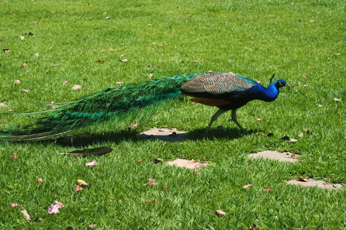 Colombia - Peacocks are a sign of wealth in Colombia - Hacienda Venecia had several!