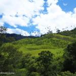 Hiking through Valley de Cocora, near Salento