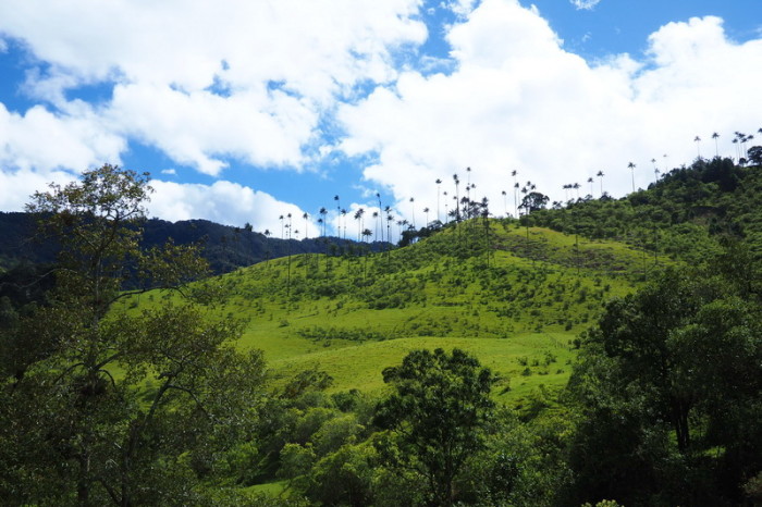 Colombia - Hiking through Valley de Cocora, near Salento