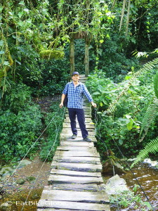 David crossing one of the numerous bridges! Valley de Cocora, near Salento