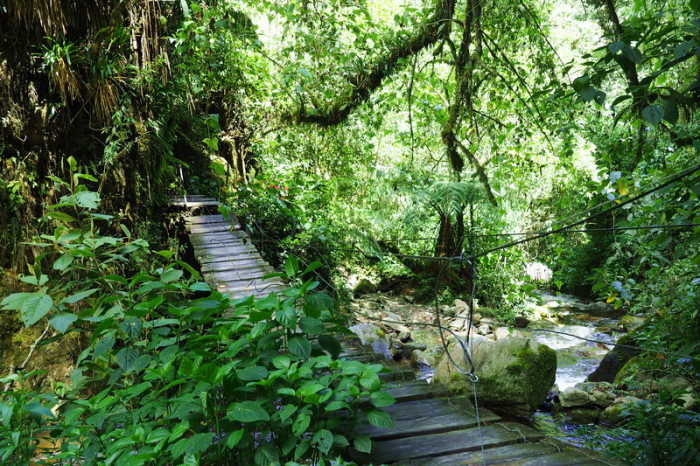 Colombia - One of the wooden bridges, Valley de Cocora, near Salento