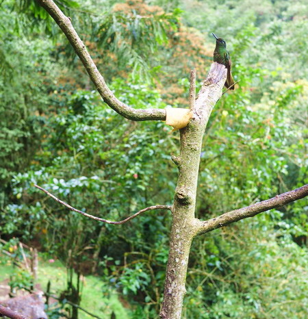 Colombia - Hummingbirds! Acaime Hummingbird Reserve, Valley de Cocora, near Salento