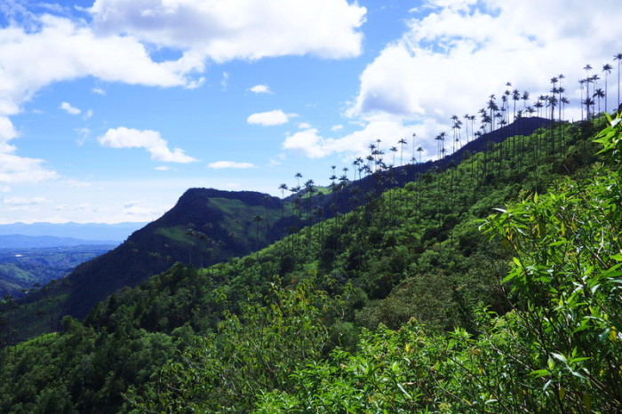 Colombia - Valley de Cocora