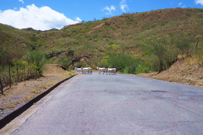 Colombia - Cattle crossing!!!