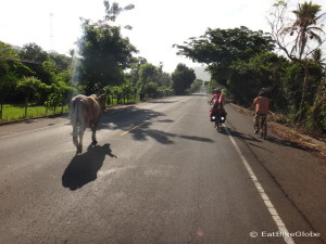 Passing cows on our way to El Tunco, El Salvador