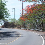 The coastal road to El Tunco was lined with these beautiful trees, with orange flowers
