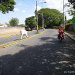 Riding past cows on the way to Nagarote, Nicaragua