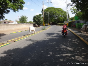 Riding past cows on the way to Nagarote, Nicaragua