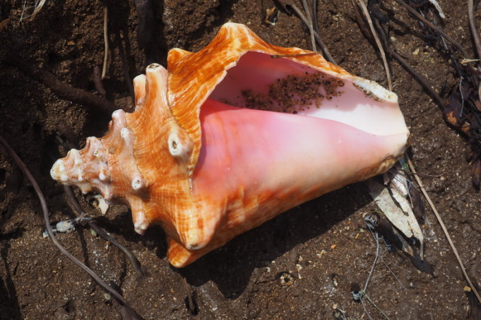Nicaragua - Beautiful shells, Little Corn Island, Nicaragua