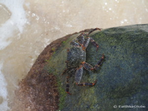 Crab, Little Corn Island, Nicaragua