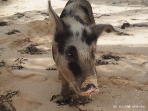 Beach pig, Little Corn Island, Nicaragua